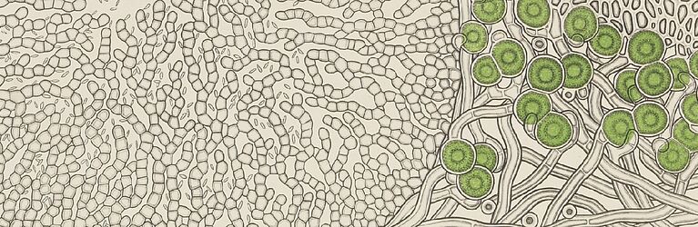 Tafel LXXII von L. Kny. Copyright: Public Domain 1.0. Projekt Botanische Wandtafeln. (Bearb. von https://phaidra.univie.ac.at/o:295820)